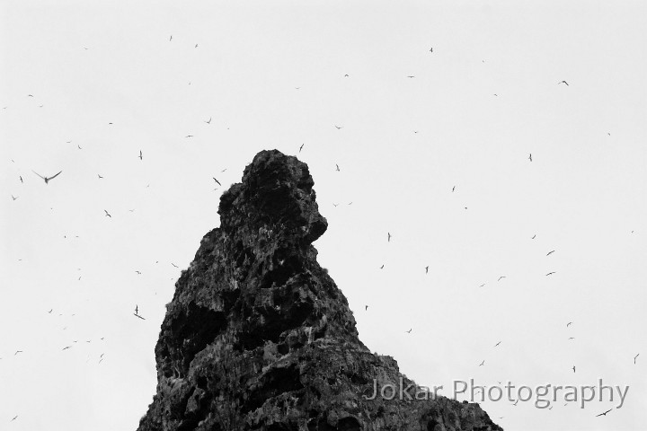 Lord Howe Island_20061213_123.jpg